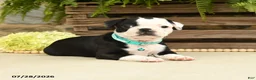 Boston Terrier dogs for sale: Tanner - Ad 5