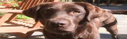 Sheprador dogs for sale: Sheprador 5 Rolly - Ad 5