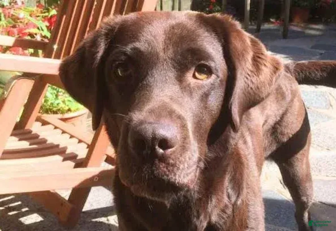 Sheprador dogs for sale: Sheprador 5 Rolly - Ad 5