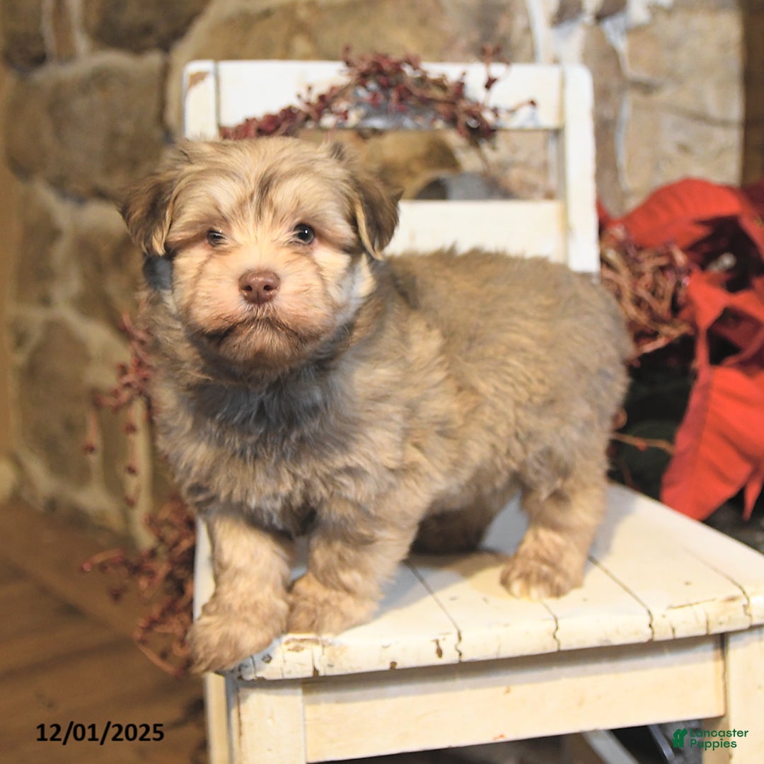 Havanese dogs for sale: Cooper - Ad 2