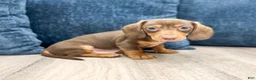 Miniature Dachshund dogs for sale: Duke - Ad 3