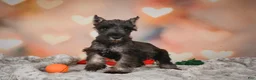 Miniature Schnauzer dogs for sale: Rose - Ad 9