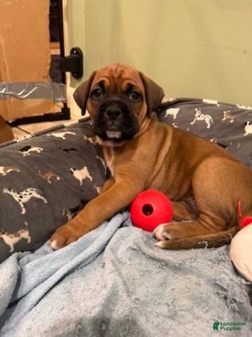 Boxer dogs Violet - Ad 5