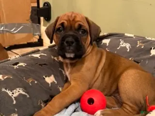Boxer dogs Violet - Ad 5