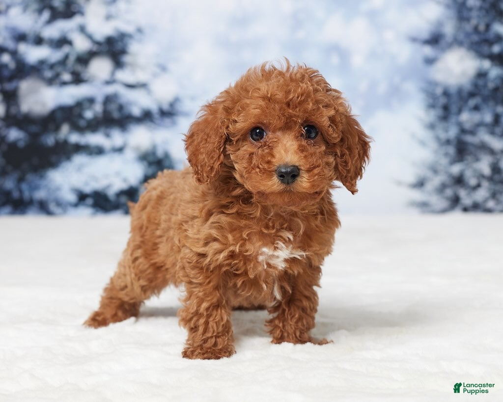 Toy Poodle dogs Micky - Ad 2