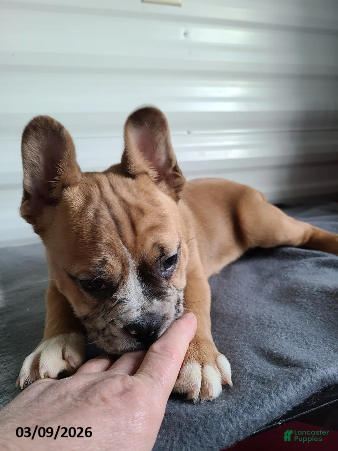 Mixed Breed dogs for sale: Milo - Ad 2