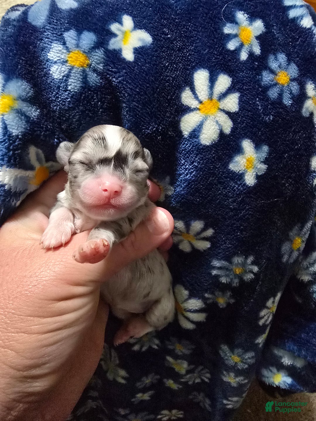 Chihuahua dogs for sale: Diamond - Ad 1