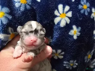 Chihuahua dogs Diamond - Ad 39