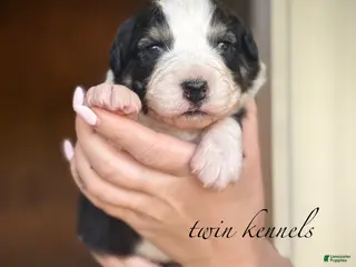 Australian Shepherd dogs for sale: Jetta - Ad 2