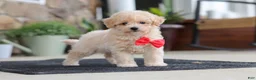 Maltipoo dogs for sale: Kolten - Ad 8