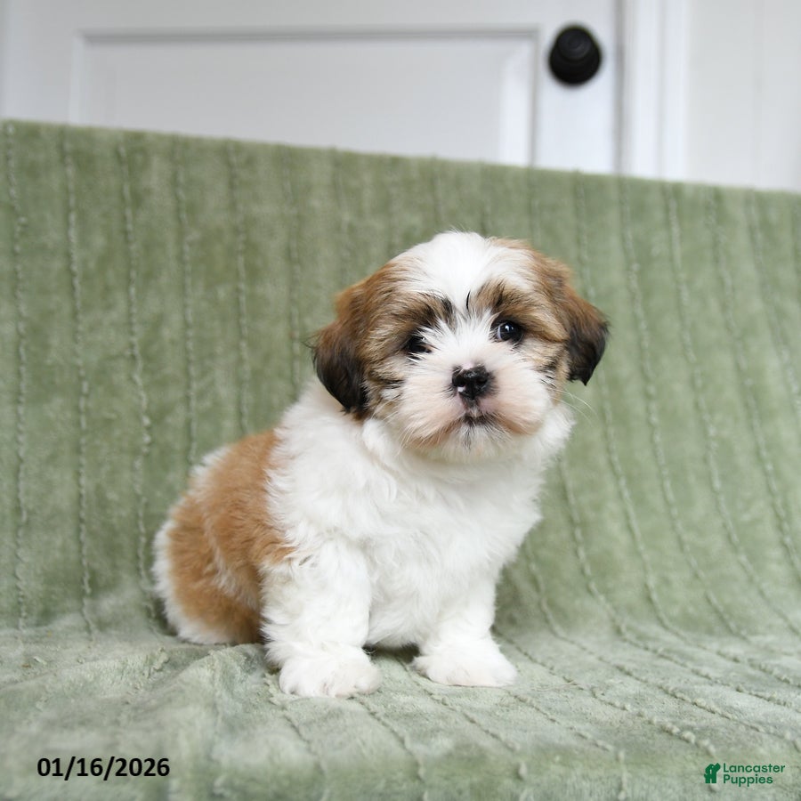 Shih Tzu dogs for sale: Gypsy - Ad 3