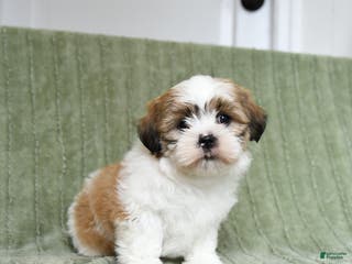 Shih Tzu dogs Gypsy - Ad 23