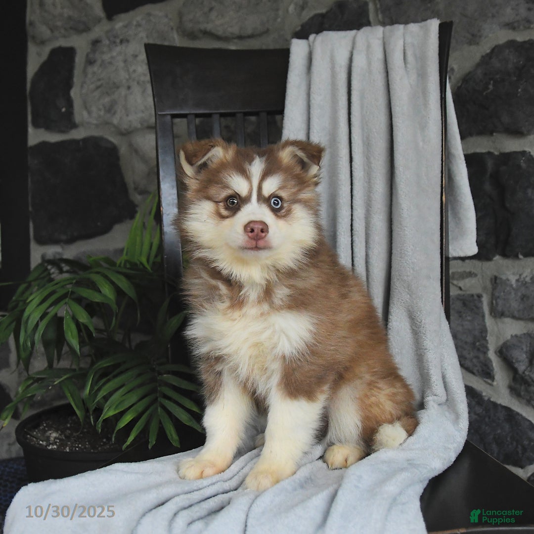 Pomsky dogs for sale: Monty - Ad 1