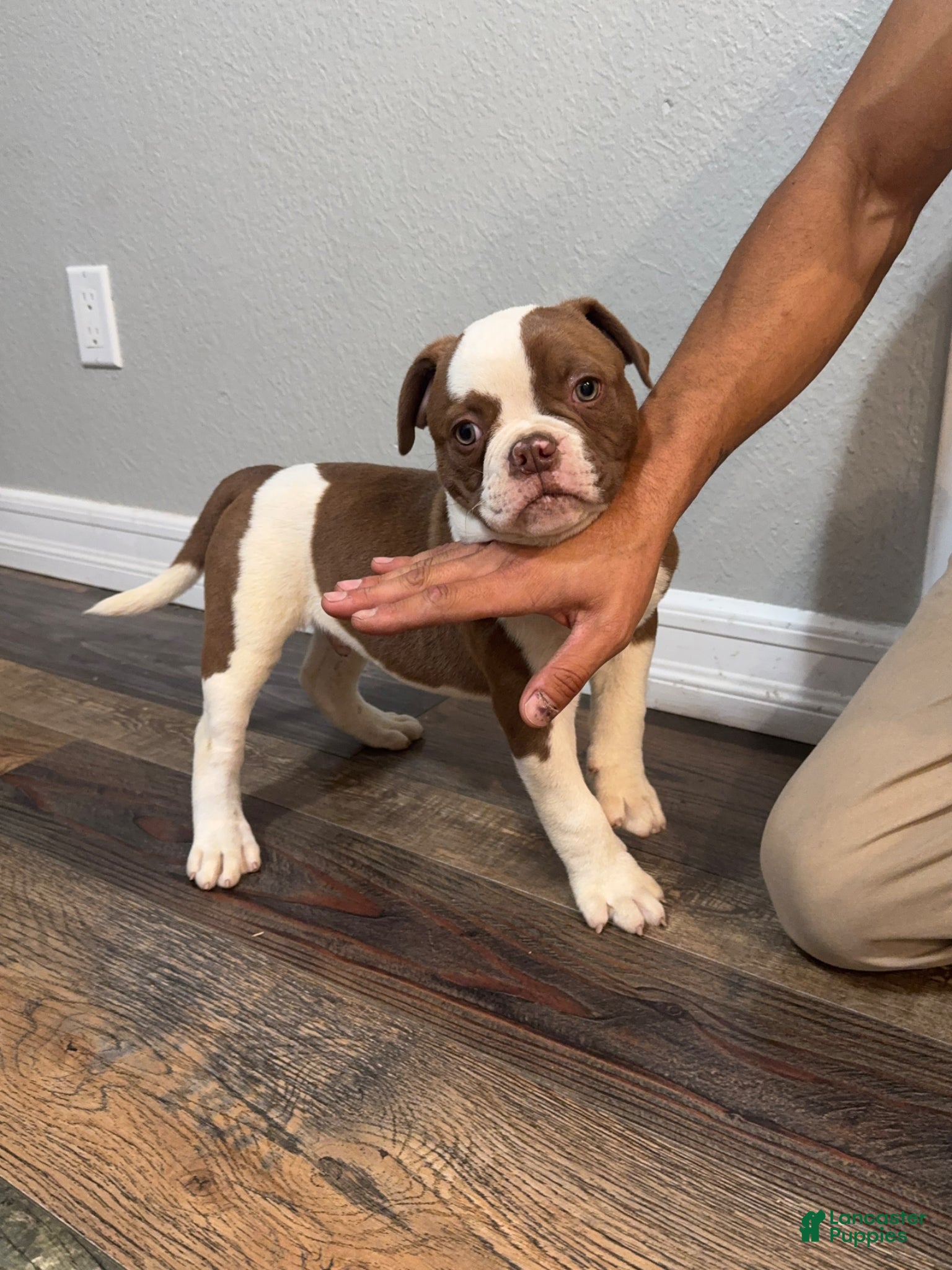 American Bulldog dogs American Bulldog Puppy 2 - Ad 2