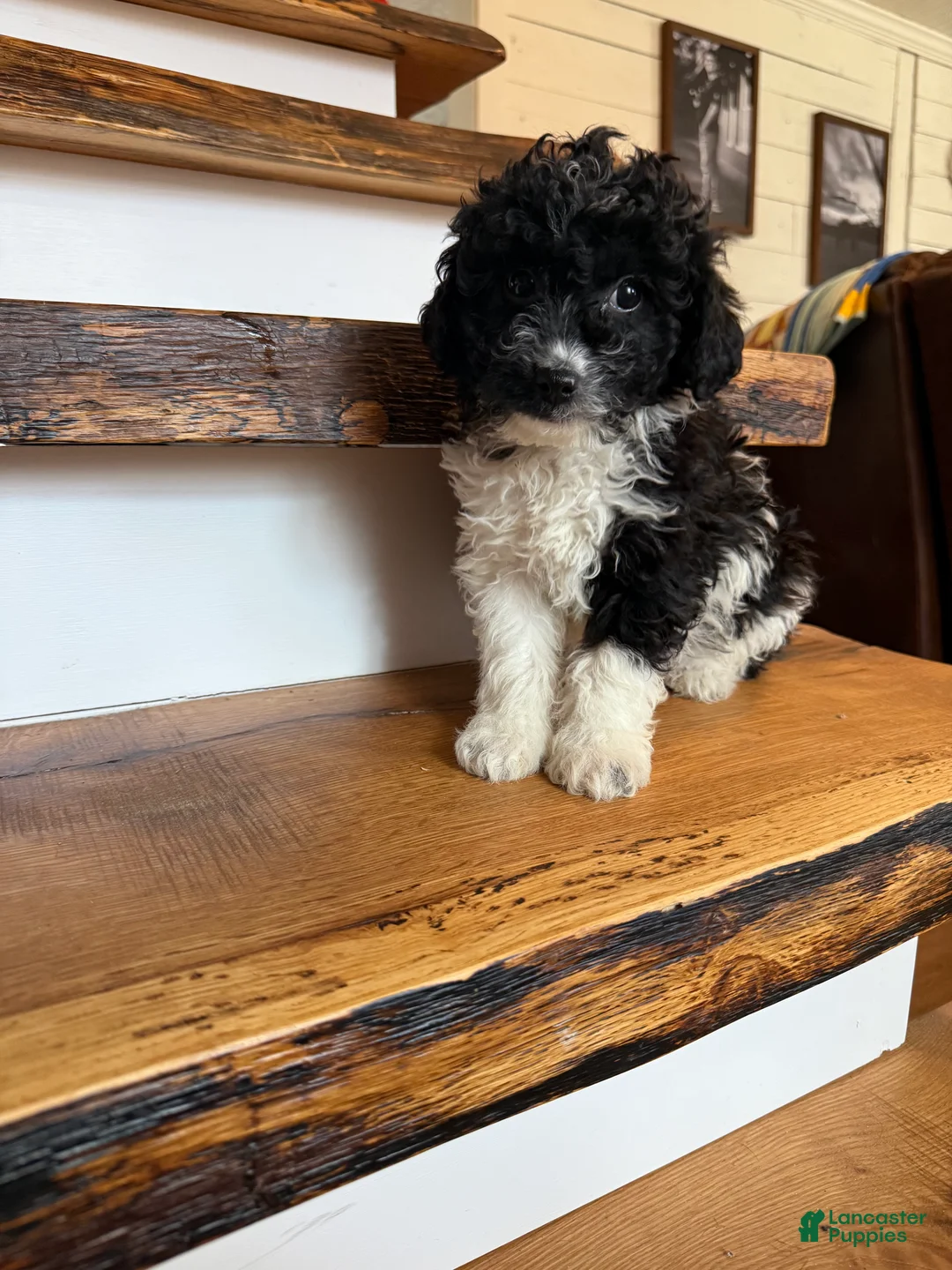 Cavapoo dogs for sale: Chase - Ad 2