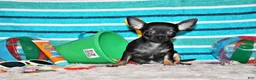 Chihuahua dogs for sale: Lionel - Ad 2