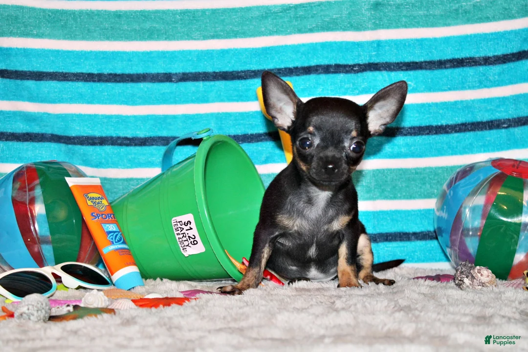 Chihuahua dogs for sale: Lionel - Ad 2