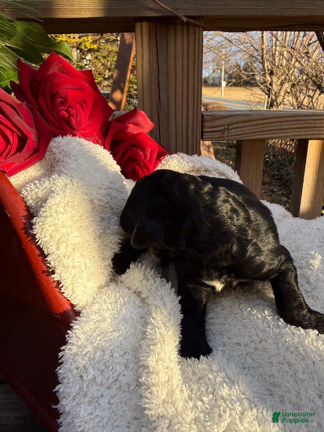 Goldendoodle dogs for sale: Coal - Ad 3