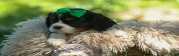 Cavalier King Charles Spaniel dogs for sale: Maxwell 🐾🐶 - Ad 8