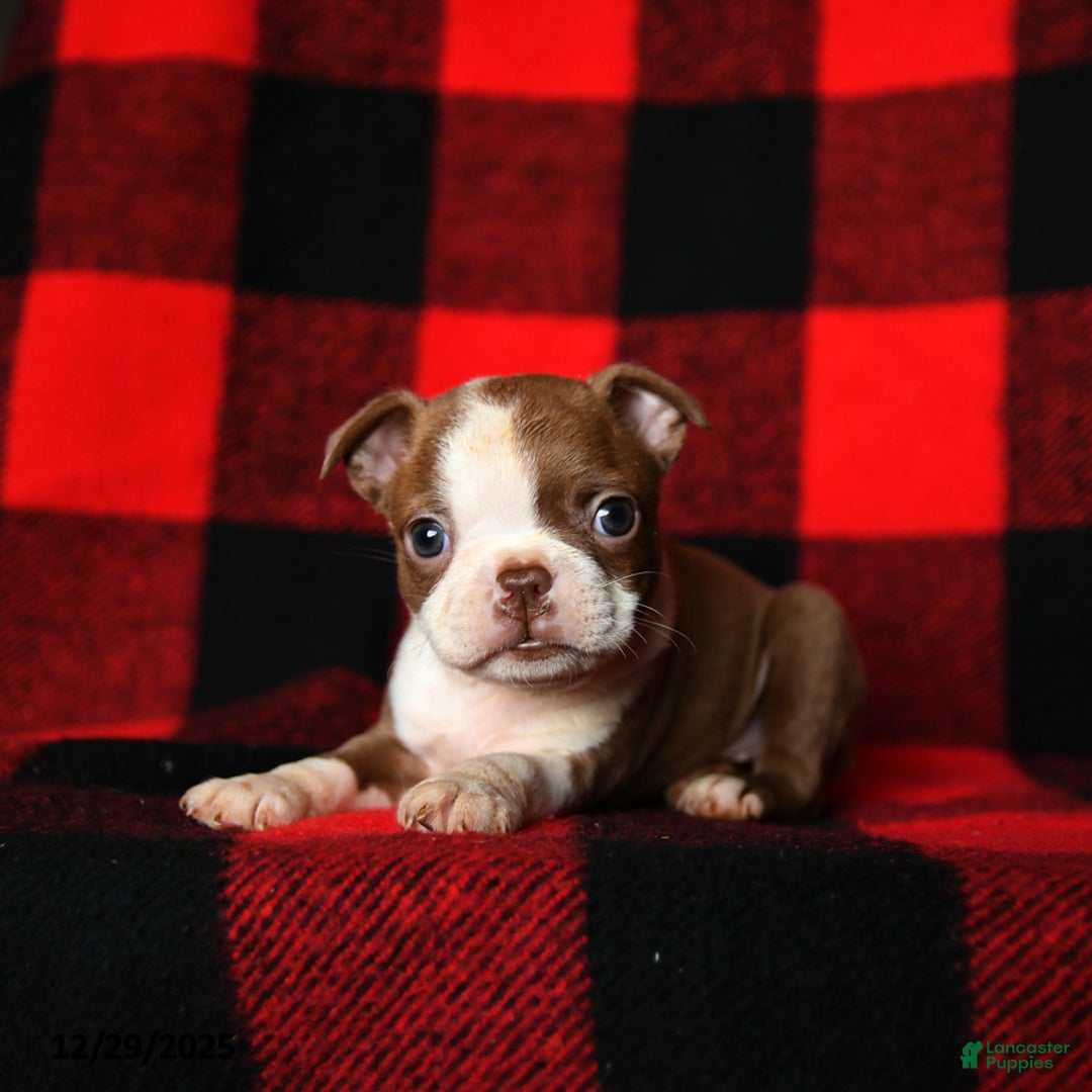 Boston Terrier dogs for sale: Laura - Ad 2