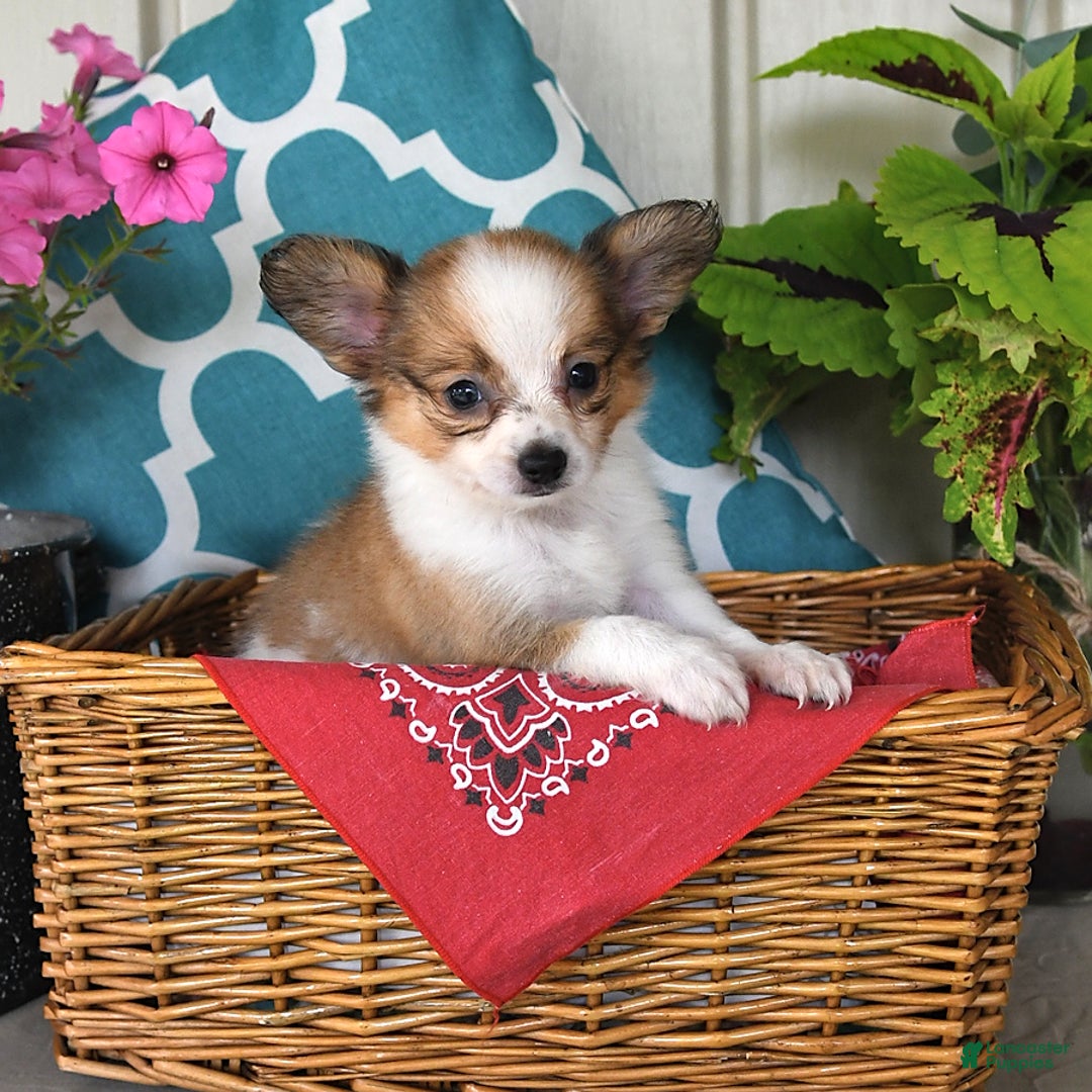 Papillon dogs for sale: Shadow - Ad 11