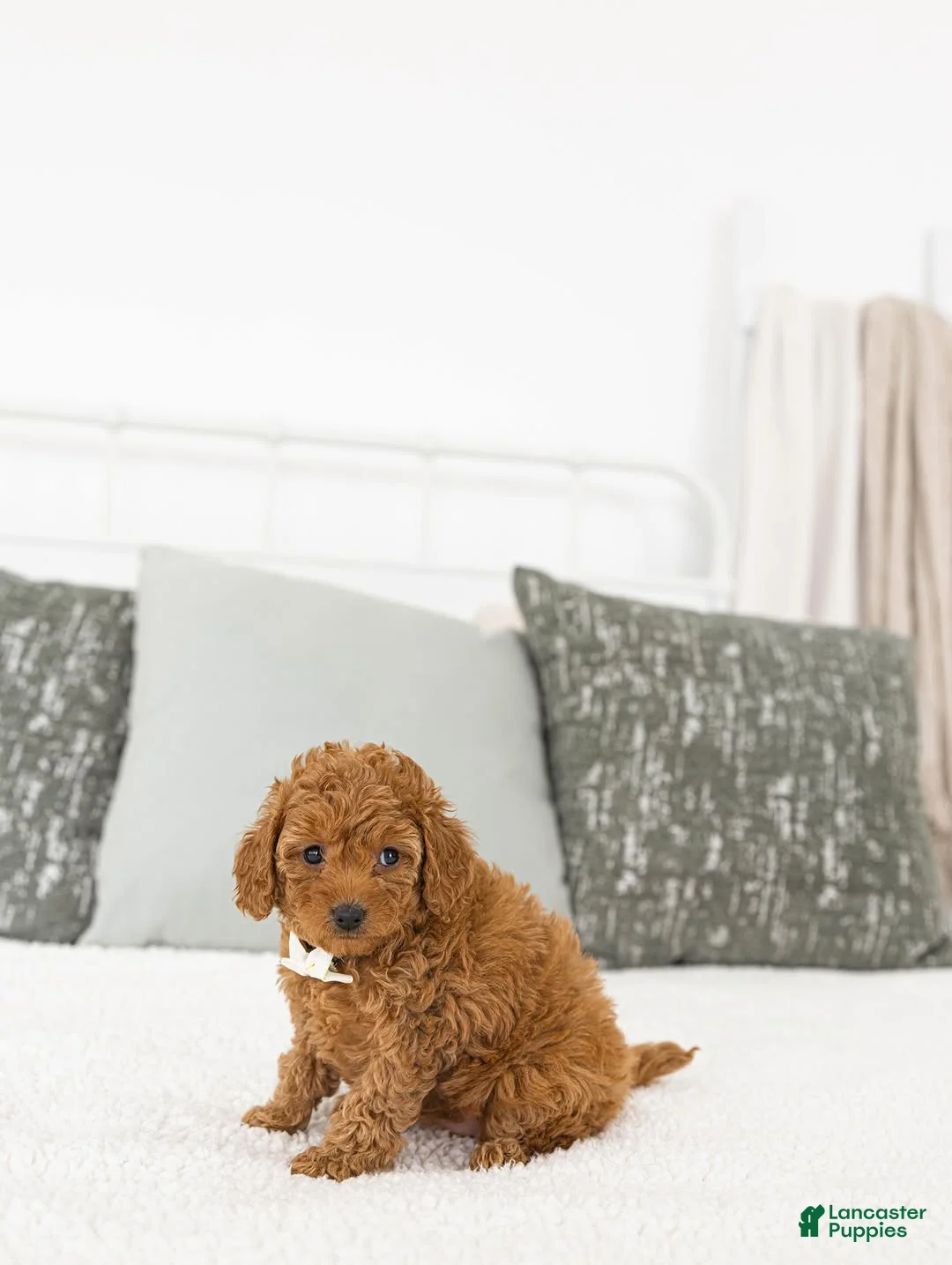 Toy Poodle dogs for sale: Annie - Ad 2