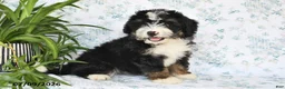 Mini Bernedoodle dogs for sale: Vicky - Ad 4