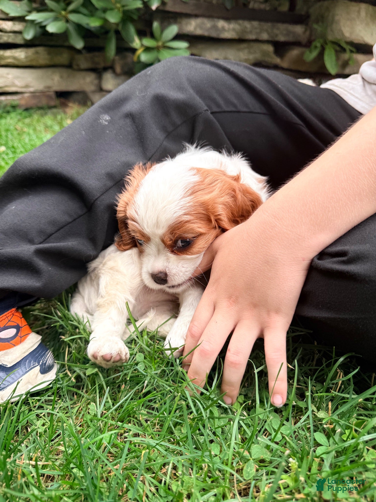 Cavalier King Charles Spaniel dogs Charlie - Ad 1