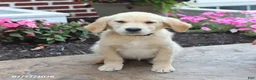 Golden Retriever dogs for sale: Mikayla - Ad 1