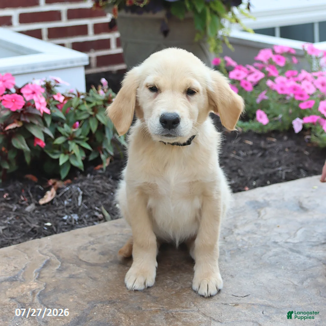 Golden Retriever dogs for sale: Mikayla - Ad 1