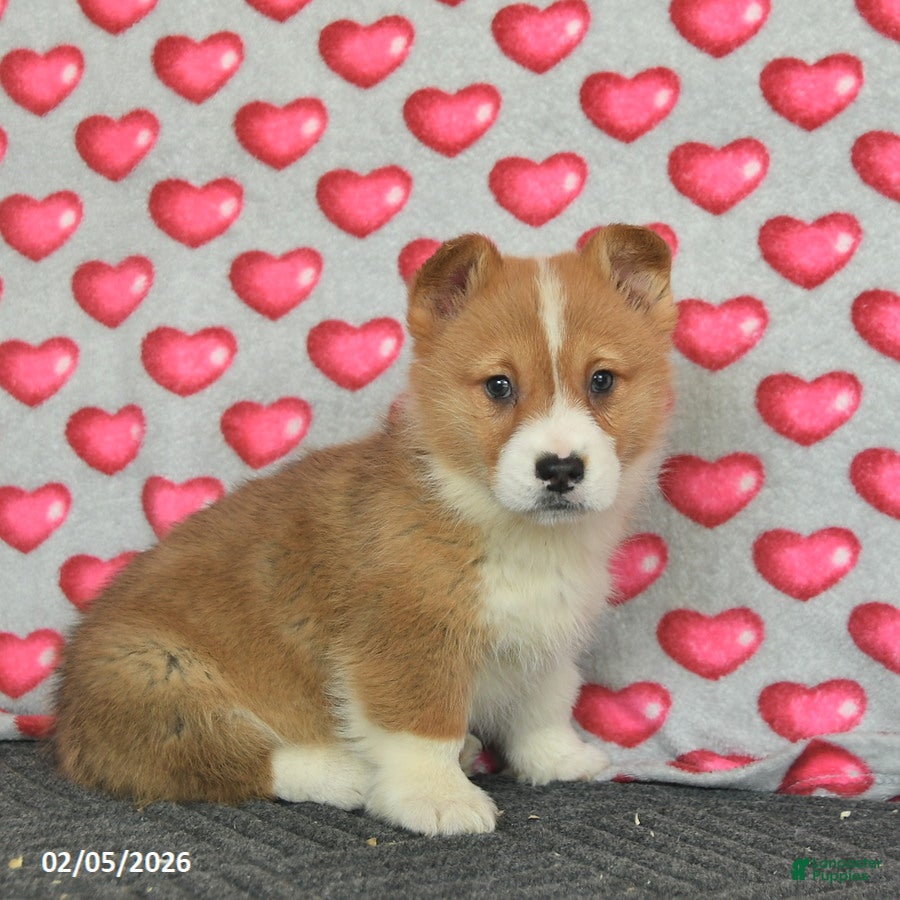 Welsh Corgi Pembroke dogs Prince   - Ad 2