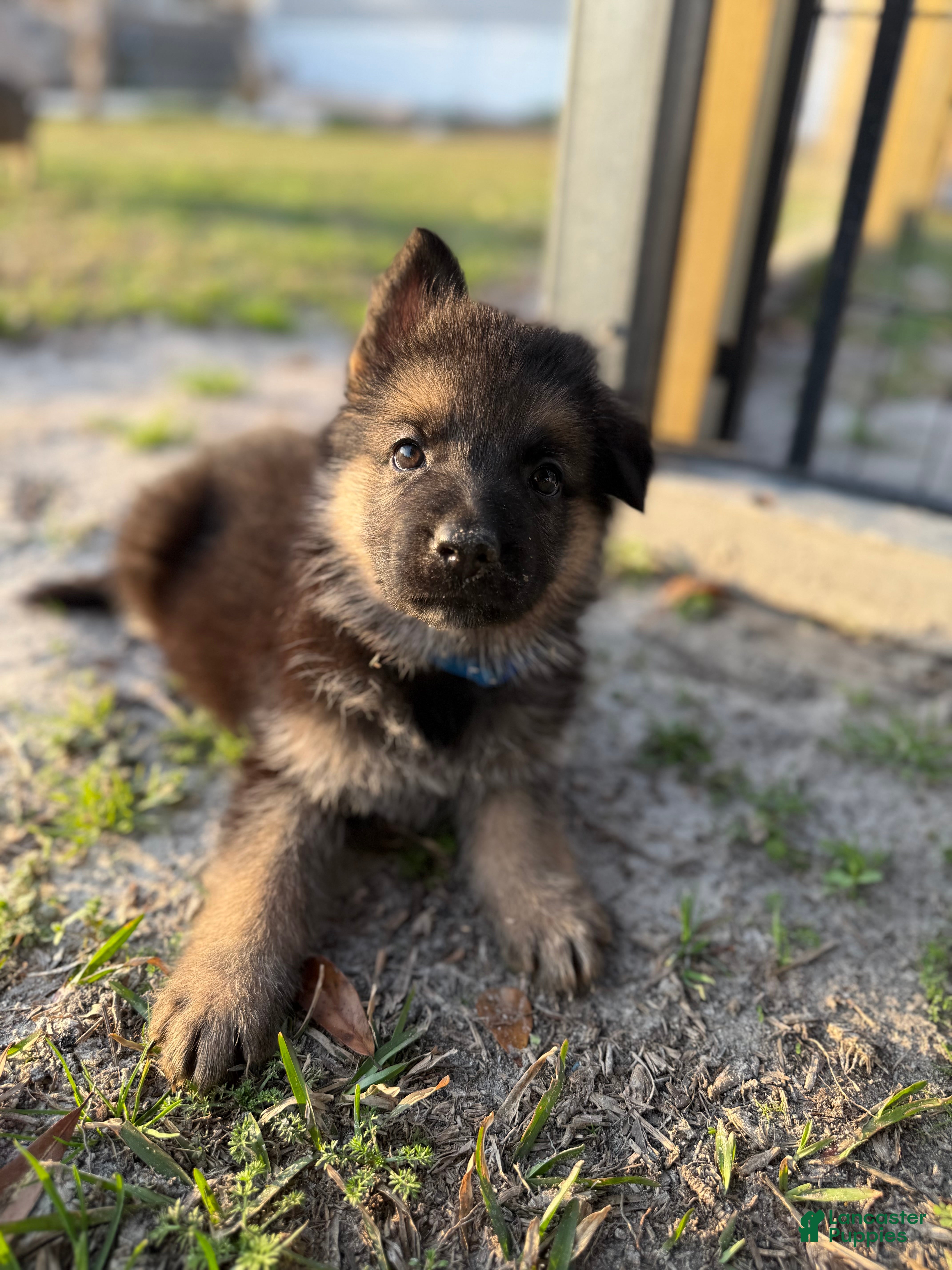 German Shepherd dogs Harley - Ad 2