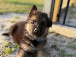 German Shepherd dogs Harley - Ad 2