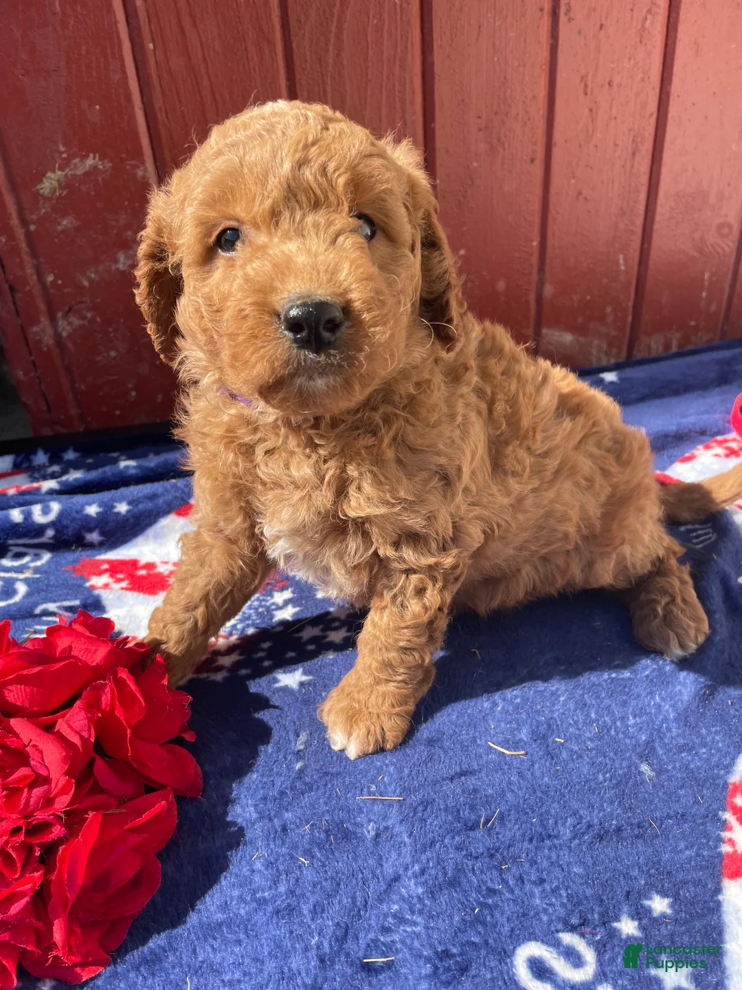 Mini Goldendoodle dogs for sale: Ross - Ad 4