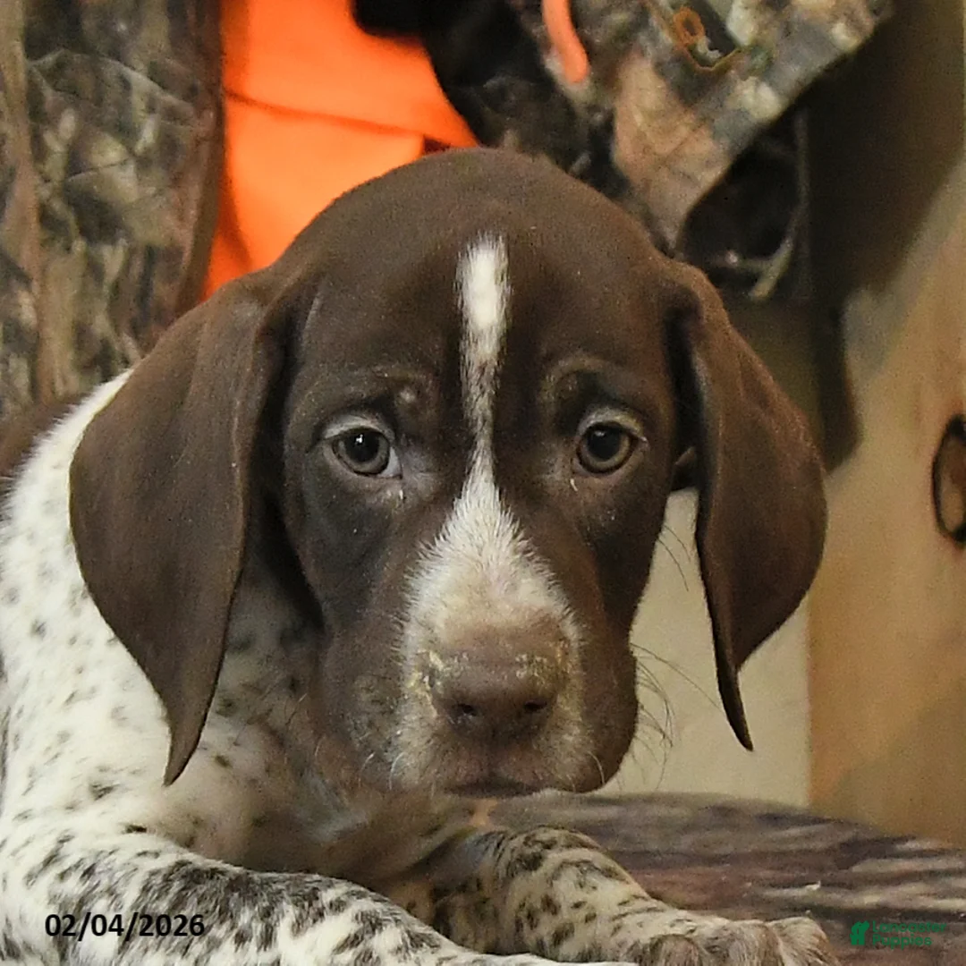 German Shorthaired Pointer dogs for sale: Flint - Ad 4