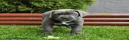 Cane Corso dogs for sale: Autumn - Ad 4