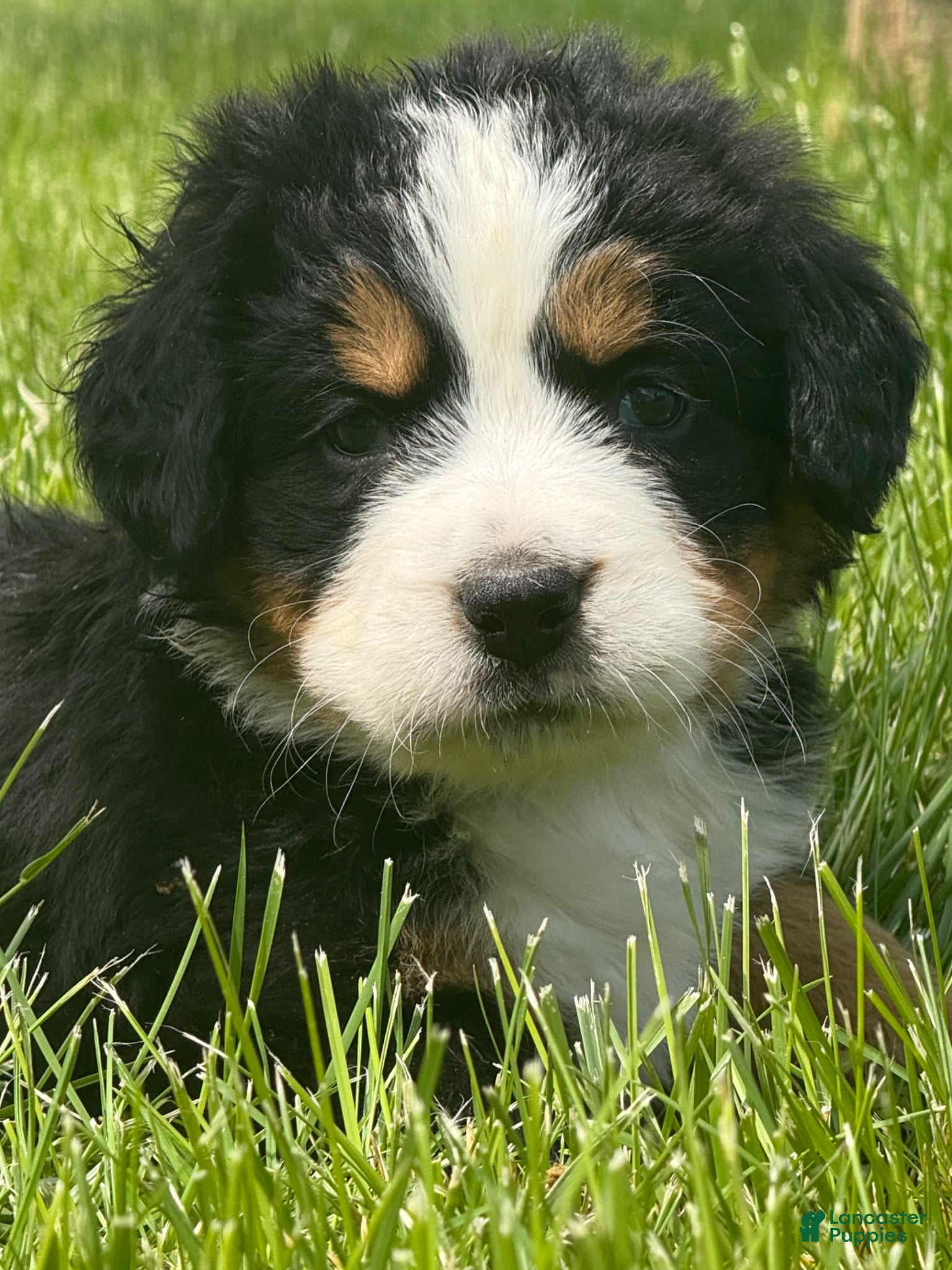 Bernese Mountain Dog dogs for sale: Ms purple Bernese Mountain Dog Puppy 8 - Ad 4