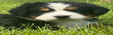 Ms purple Bernese Mountain Dog Puppy 8