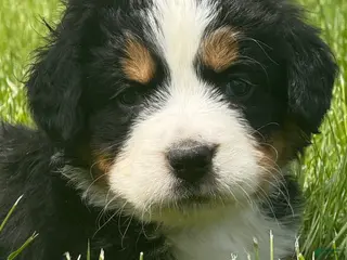 Bernese Mountain Dog dogs Ms purple Bernese Mountain Dog Puppy 8 - Ad 16