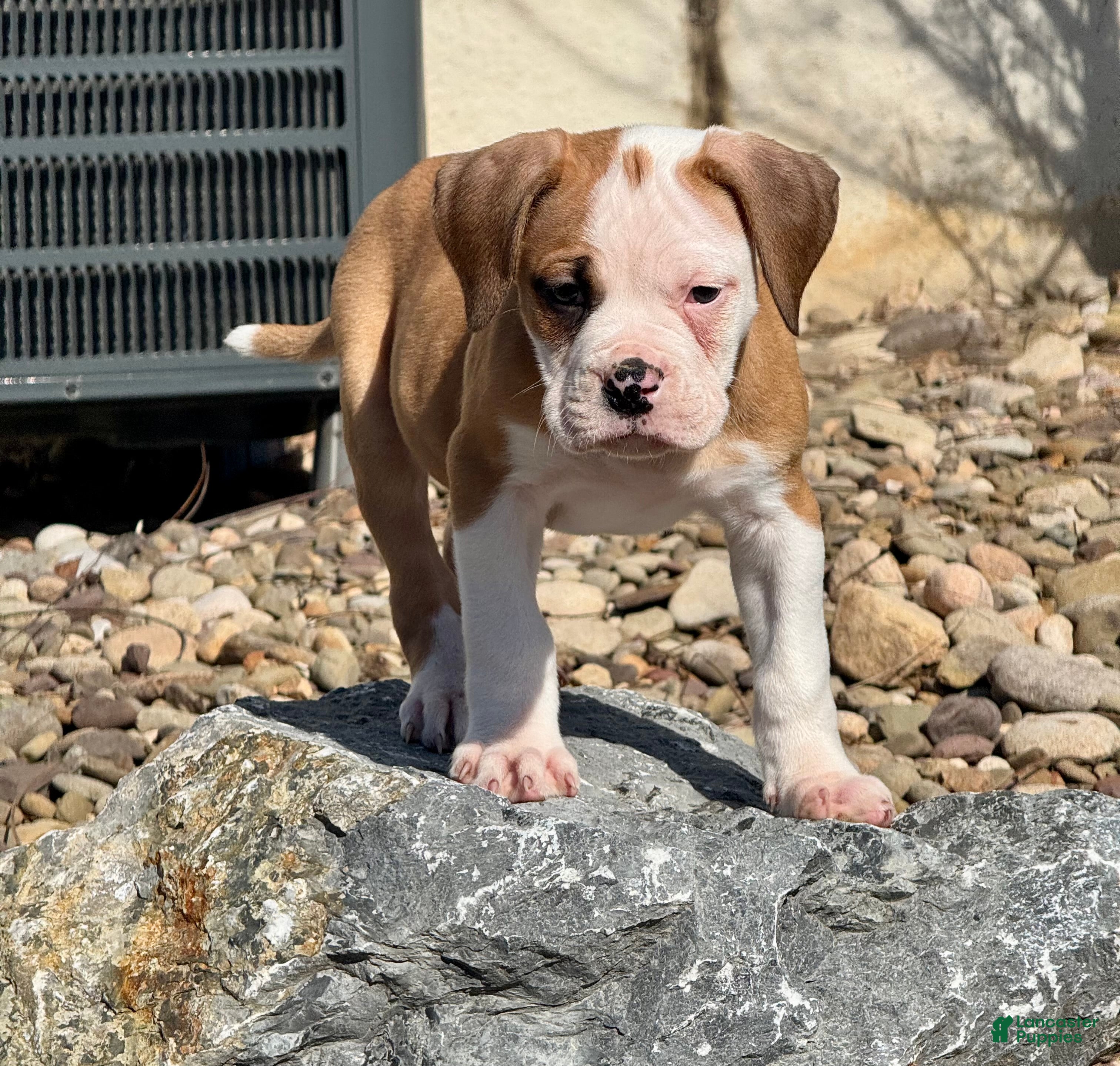 Alapaha Blue Blood Bulldog dogs BEA Bradley - Ad 4