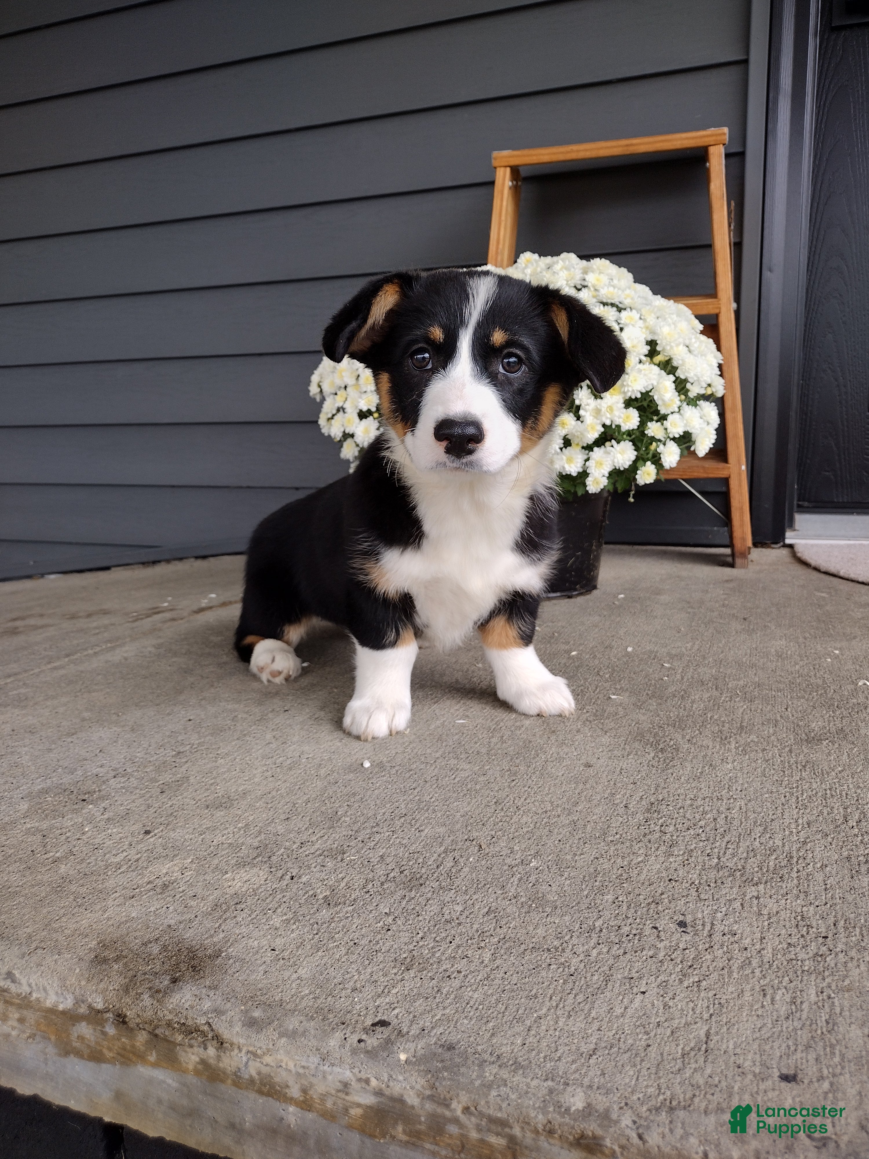 Della (Pembroke Corgi, Female) in Dundee, OH