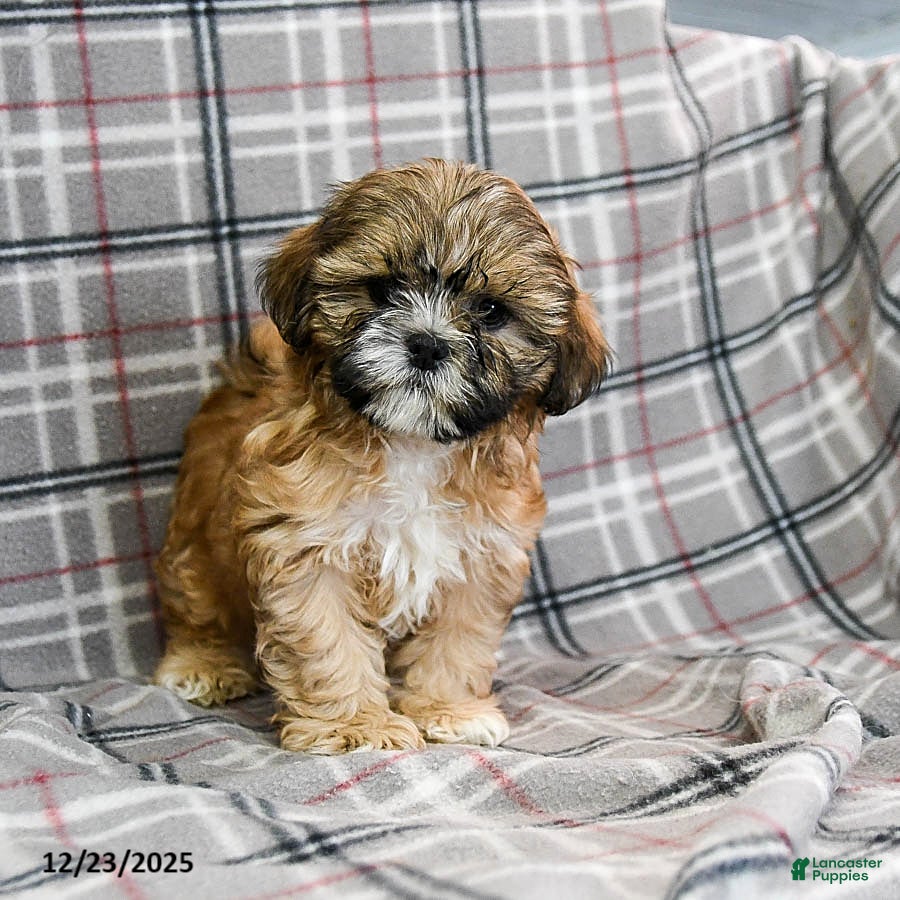 Shihpoo dogs Mohawk - Ad 7