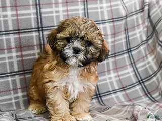 Shihpoo dogs Mohawk - Ad 7