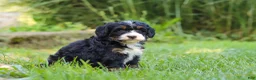 Mini Bernedoodle dogs for sale: Chiclet - Ad 4