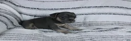French Bulldog dogs for sale: Daniel - Ad 3