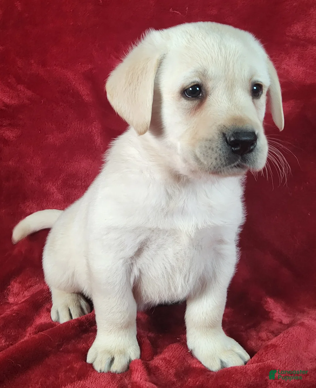 Labrador Retriever dogs for sale: Quincy - Ad 1