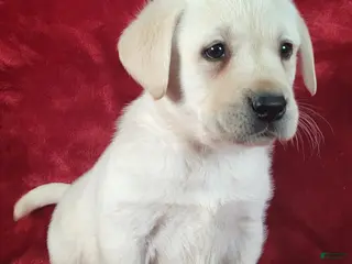 Labrador Retriever dogs for sale: Quincy - Ad 1