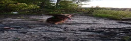 Miniature Dachshund dogs for sale: Poppyseed  - Ad 8