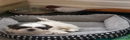 Shih Tzu dogs for sale: Shih Tzu Puppy 2 - Ad 4