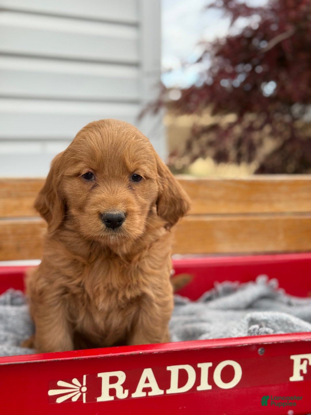 Goldendoodle dogs for sale: Bunnie - Ad 1